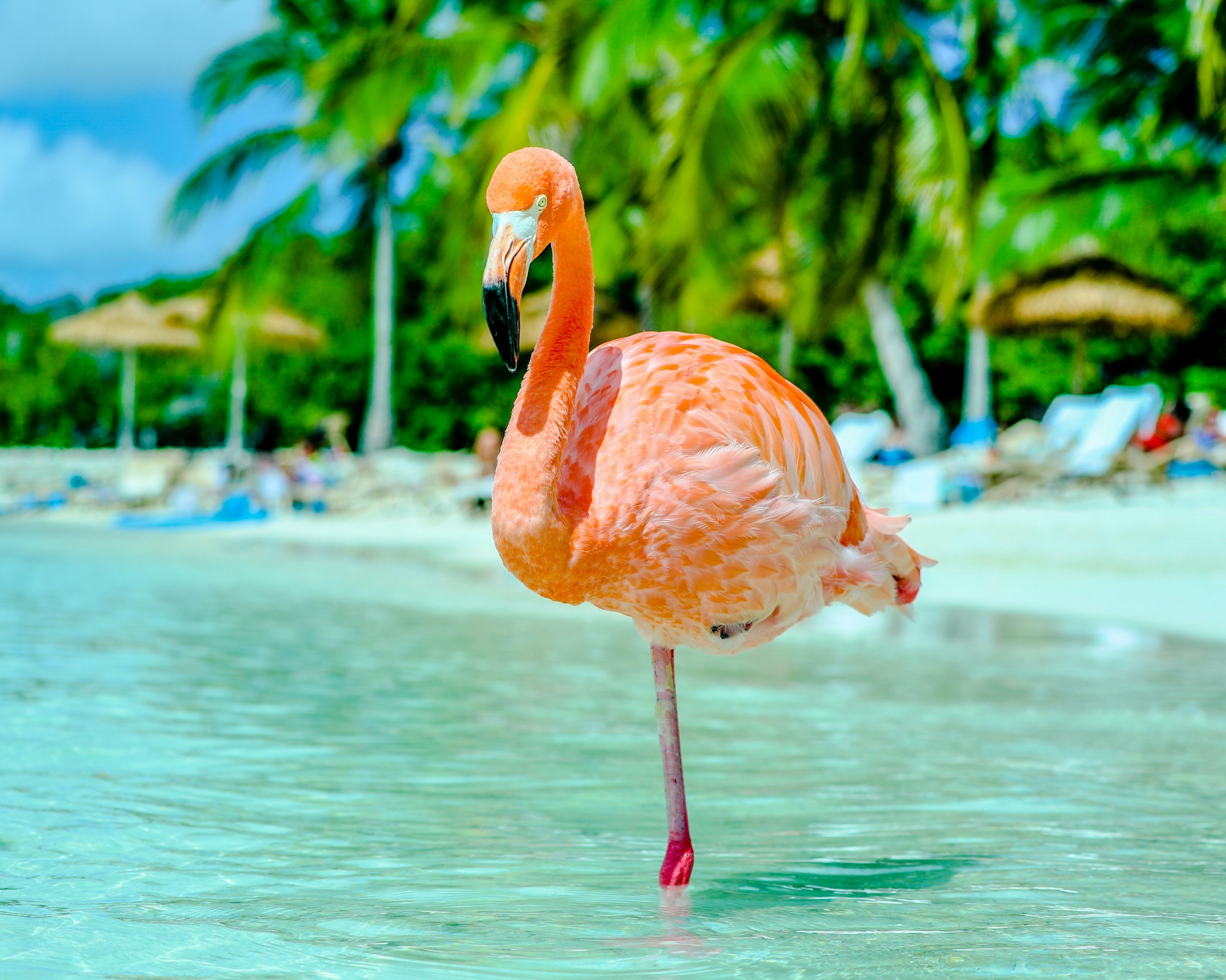 Caribbean 1